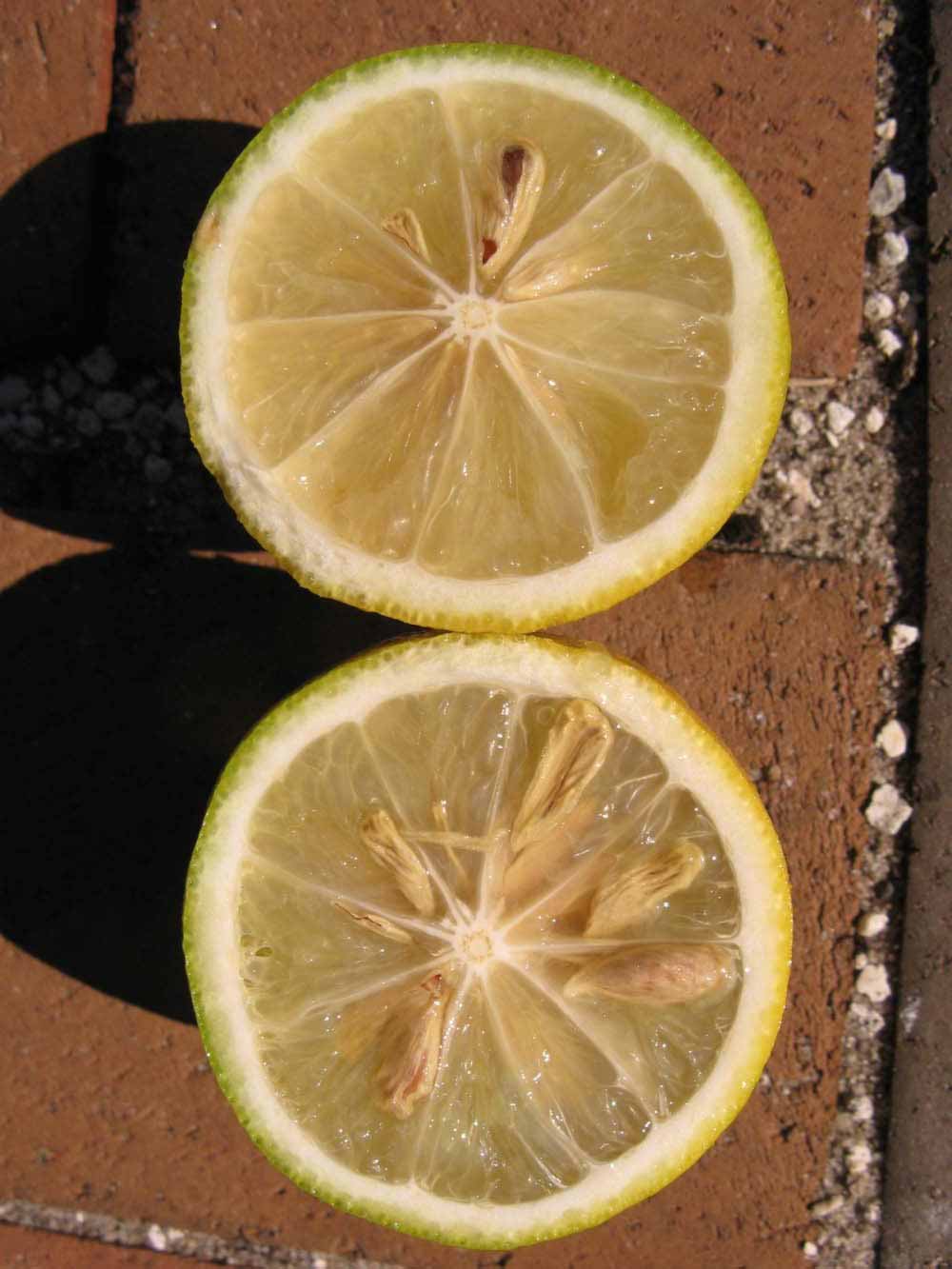              Fruit cross-section of citrangequat (Winter Haven, FL)       